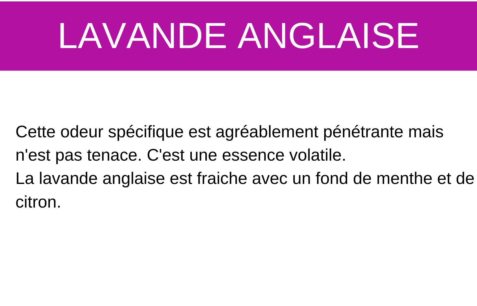 Lavande anglaise description fragrance